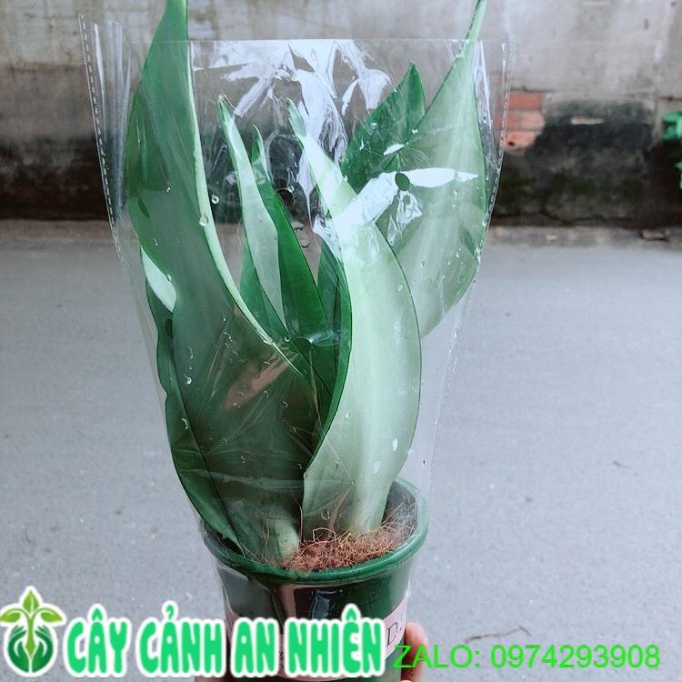 Cây Lưỡi Hổ Bạc