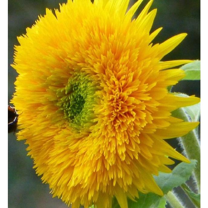 Hạt Giống Hoa Hướng Dương Kép Vàng Cam KNS3642 - Gói 20 hạt