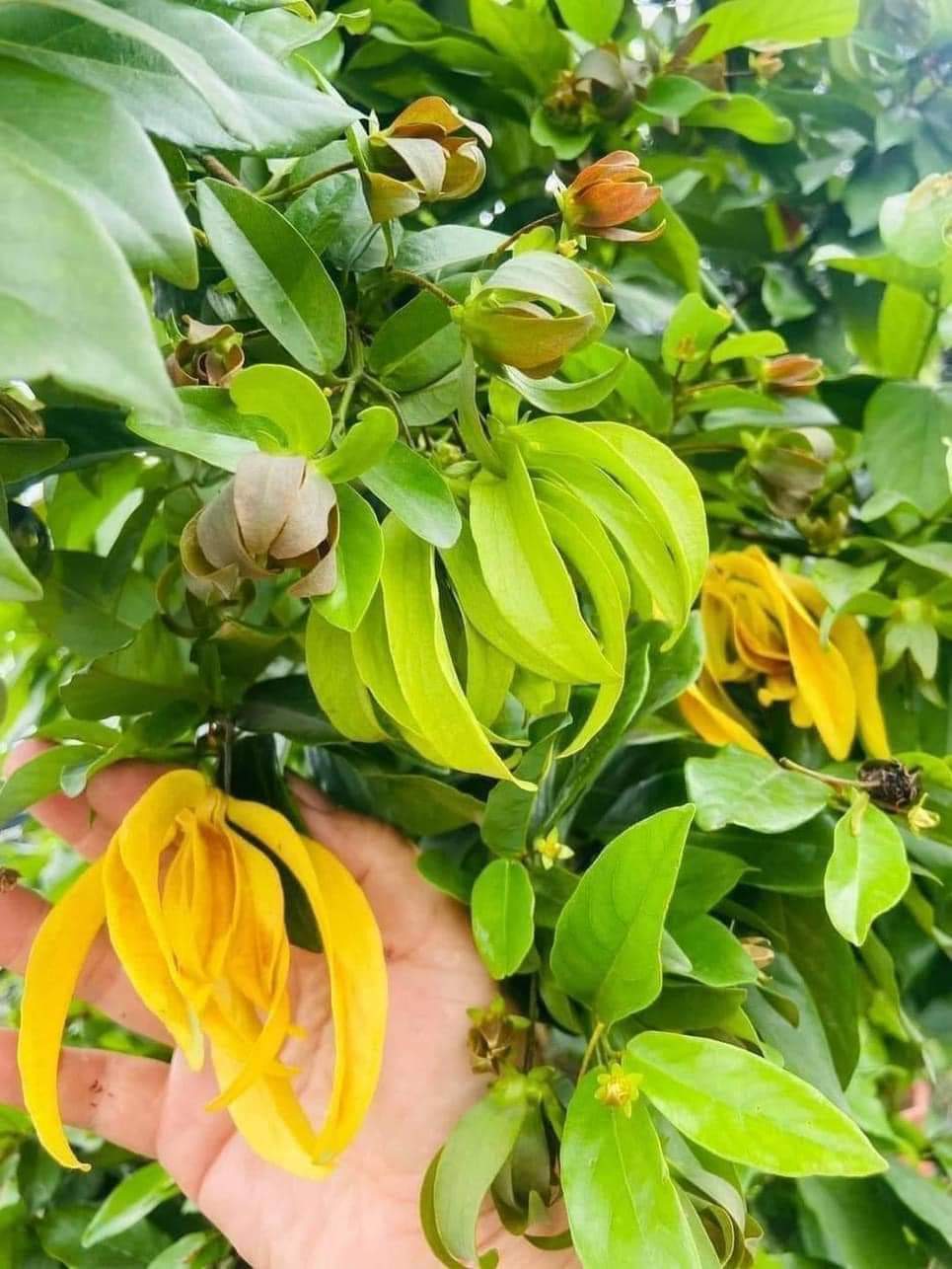 Cây hoa dẻ vàng, hoa thơm ngây ngất cao trên 1m