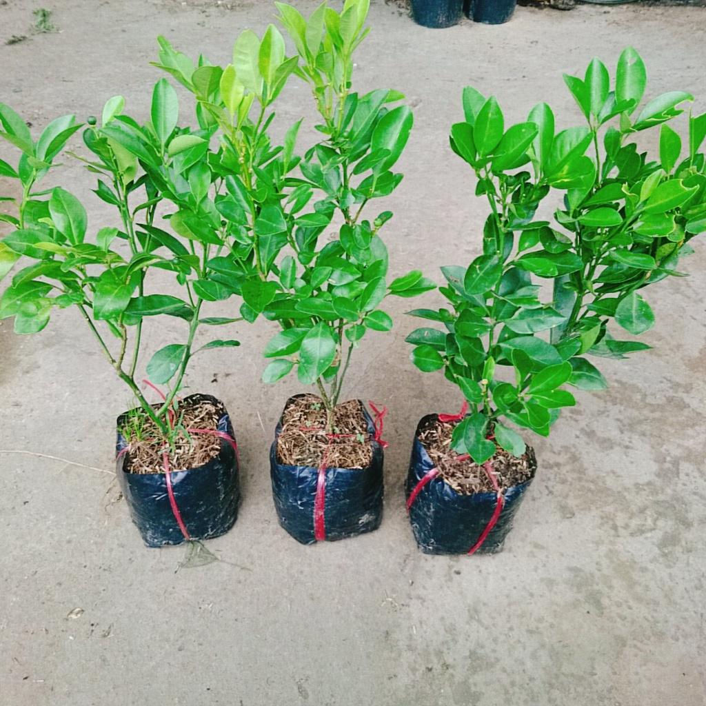 Cây tắc chua - cây đang cho trái + tặng phân bón