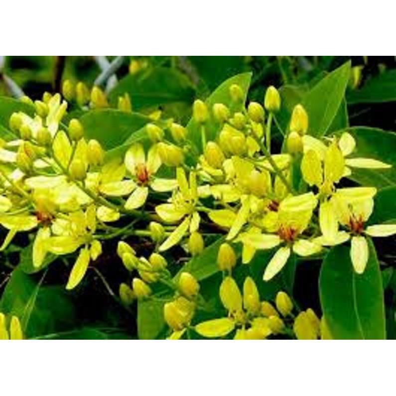 Muồng hoàng yến vàng-cây nguyên bầu gửi đi, cây lớn, gửi đi cắt lá