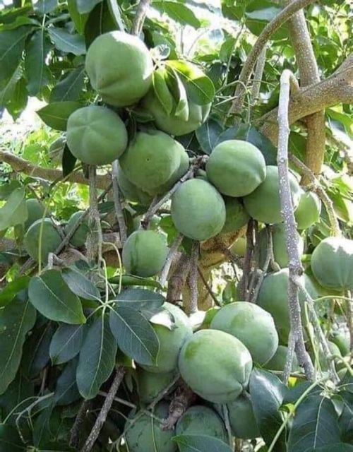 CÂY GIỐNG BÁNH KEM CAO 40_50CM