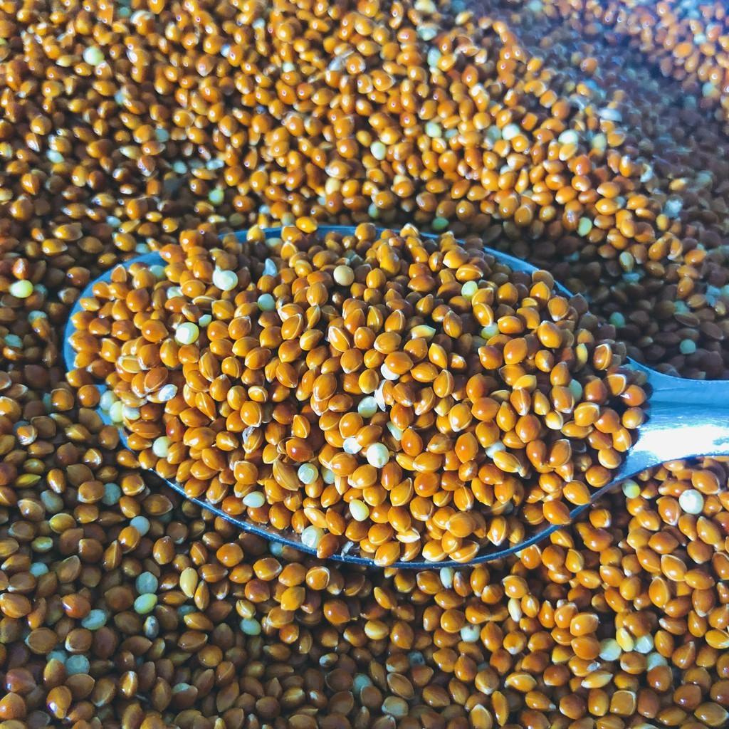 Hạt kê, kê đỏ hạt bóng cho chim cảnh, Vẹt, chim Yến Phụng, chim cu gáy, Hamster và các dòng chim sẻ