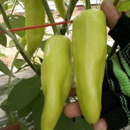 Hạt giống ớt đùi gà Thái Lan ,hạt giống chuẩn f1-gói 0,5 gram