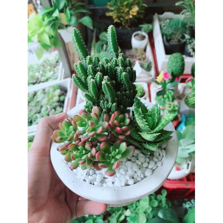 Chậu cây thanh sơn và sen đá Bán Chạy