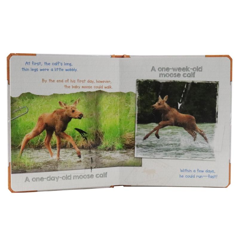 Sách ngoại văn: Active Minds Explorers - Meet Baby Moose