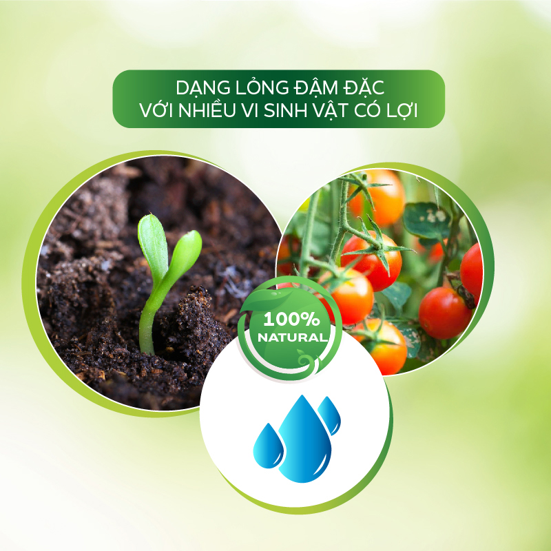 Chế Phẩm Vaccino Can AT 500ml Chống Xoăn Ngọn, Sượng Trái Thối Cổ Rễ Thán Thư Sương Mai Phòng Trừ Đốm Lá
