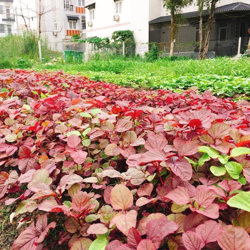 Hạt giống rau dền đỏ ỷ lệ nảy mầm cao kháng bệnh tốt gói 3000 hạt nhà cửa và đời sống cửa hàng hạt giống uy tín