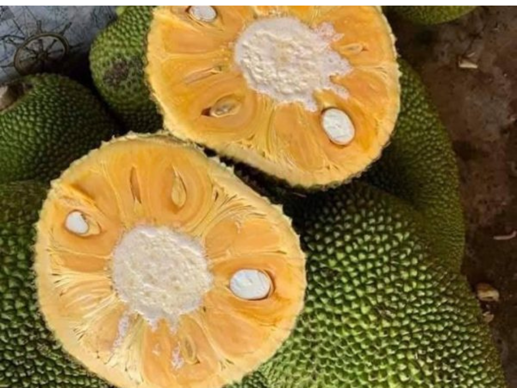 LỚN TRÁI MÍT TRÍ VIỆT 500ML