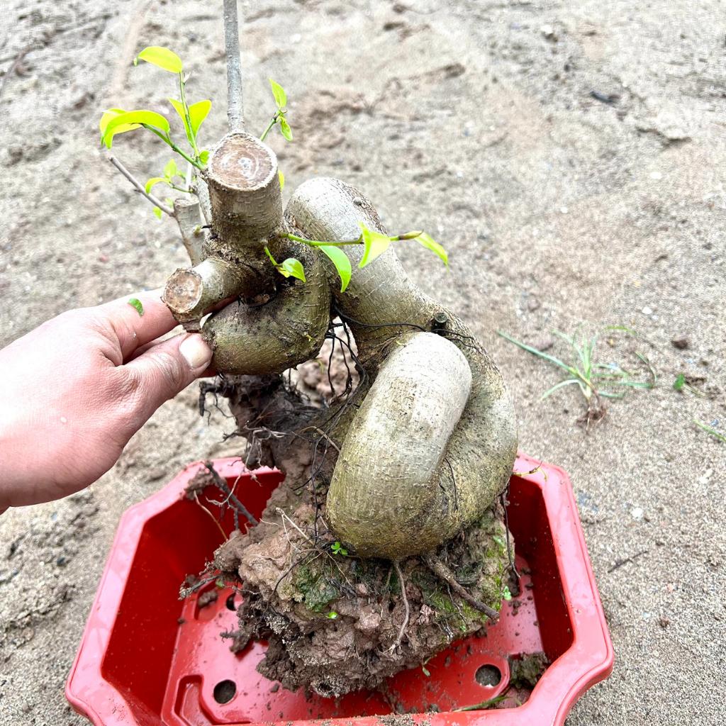 Cây sanh phôi bonsai (ảnh thật)