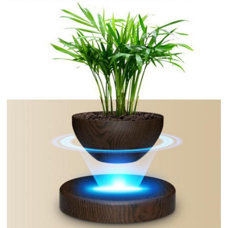 Cây bonsai bay lơ lửng vân gỗ Đen