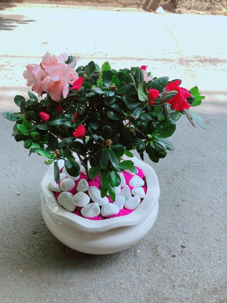Chậu Hoa Đỗ Quyên 2 Màu