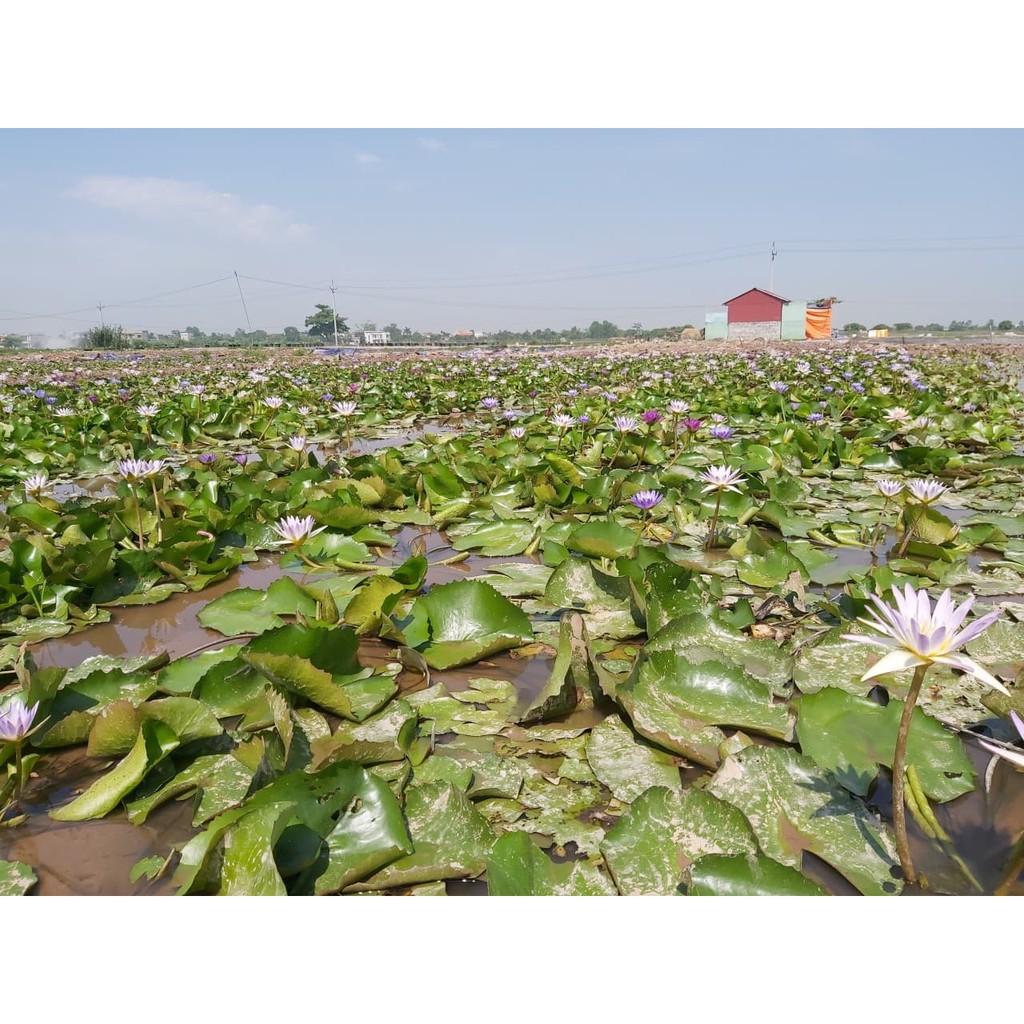 Hoa súng thái lan màu cà rốt.