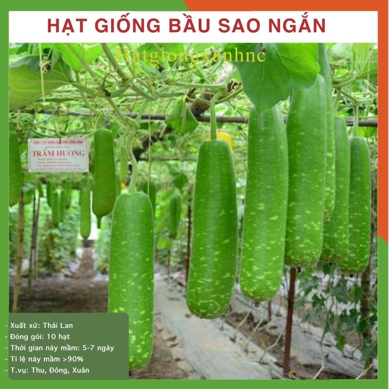 GÓI 10 HẠT GIỐNG BẦU SAO NGẮN - Sai trái, dễ trồng, kháng bệnh tốt, Tỷ lệ này mầm cao