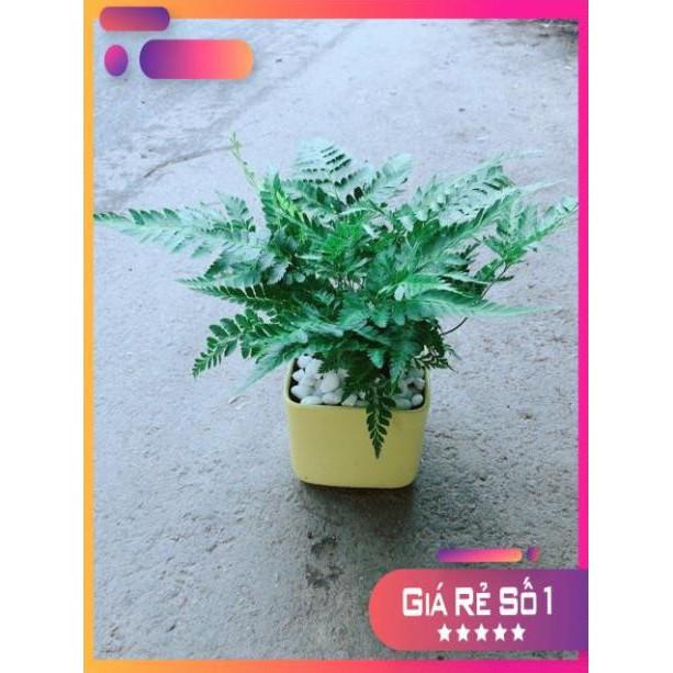 Chậu Cây Dương Sỉ Kiểng