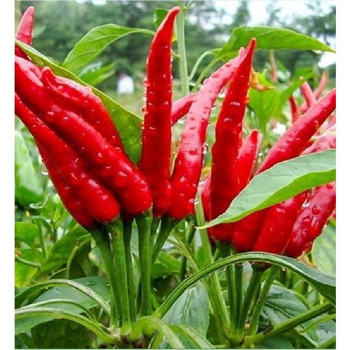 Hạt giống ớt chùm đỏ siêu cay Thái Lan-gói 0,5 gram/tặng kèm gói phân bón lót