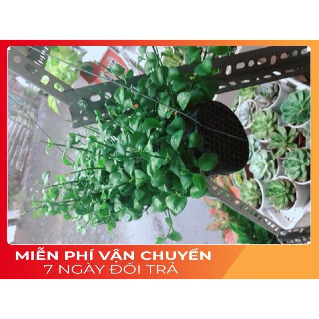 Chậu Đô La