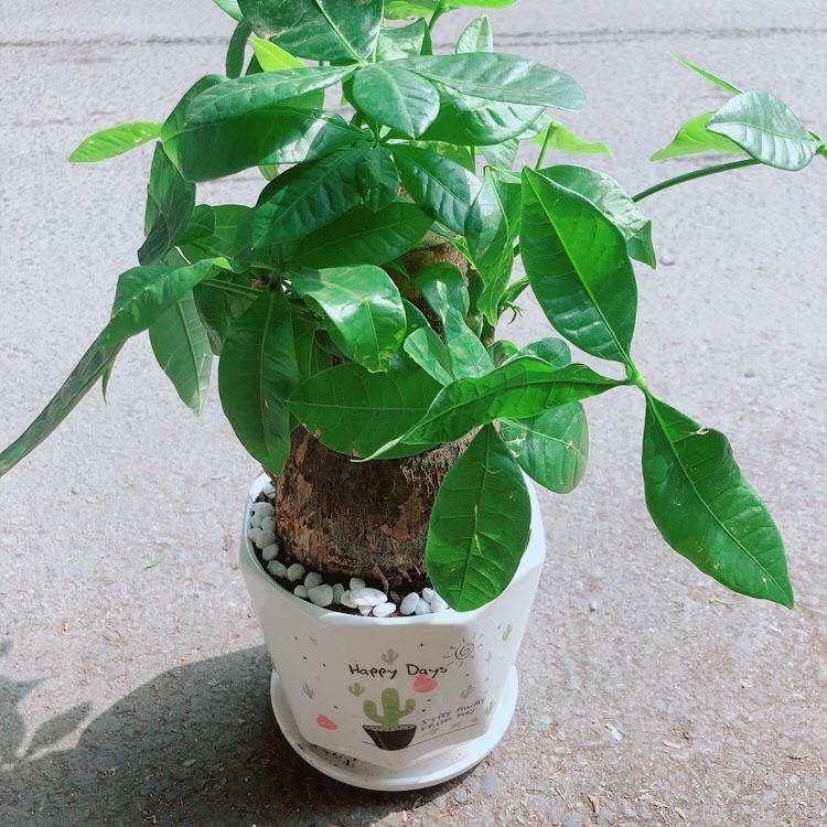 Chậu Cây Kim Ngân