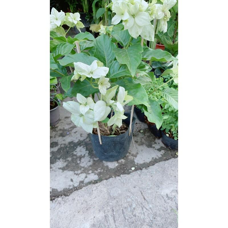 Cây Hoa Én Trắng Lớn