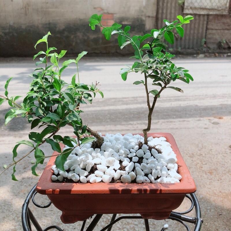 Cây Kim Quýt +Hồng Ngọc Mai+Chậu Gốm