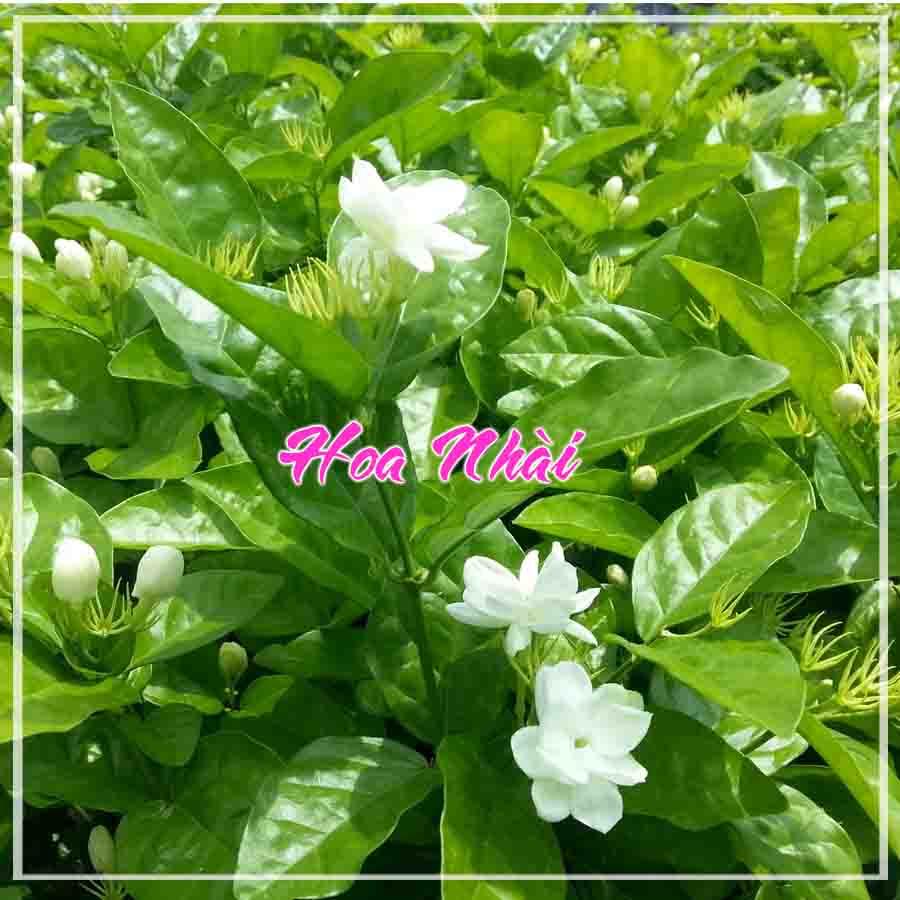 Trà Hoa Nhài khô 500gram