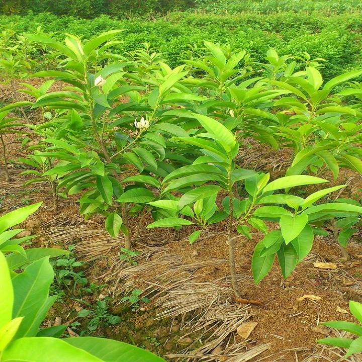 CHẬU CÂY HOA NGỌC LAN