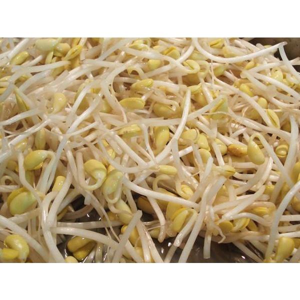 Hạt Giống Mầm Giá Đậu Xanh, Mầm Giá Đỗ 100gr