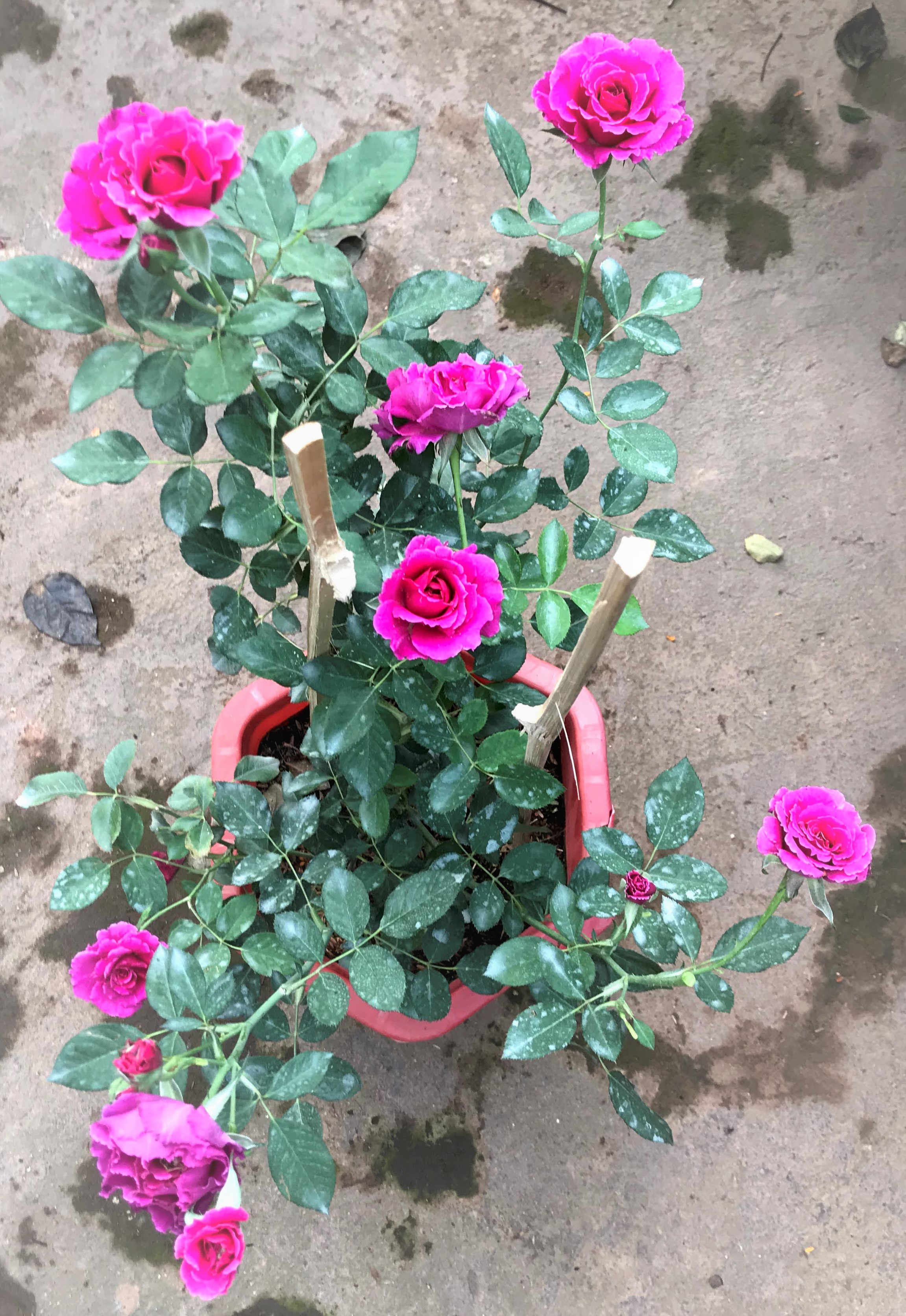 Chậu cây hoa hồng ngoại HN4 Sheherazad trồng nơi có nhiều nắng