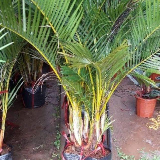 CAU LỤA VÀNG , CHẬU CÂY ĐẸP THANH LỌC KHÔNG KHÍ