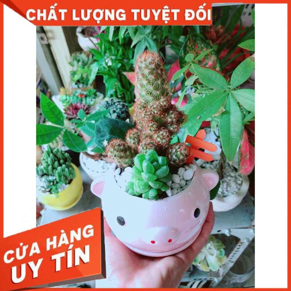 Chậu Xương Rồng-Sen Đá Nhiều Người Mua