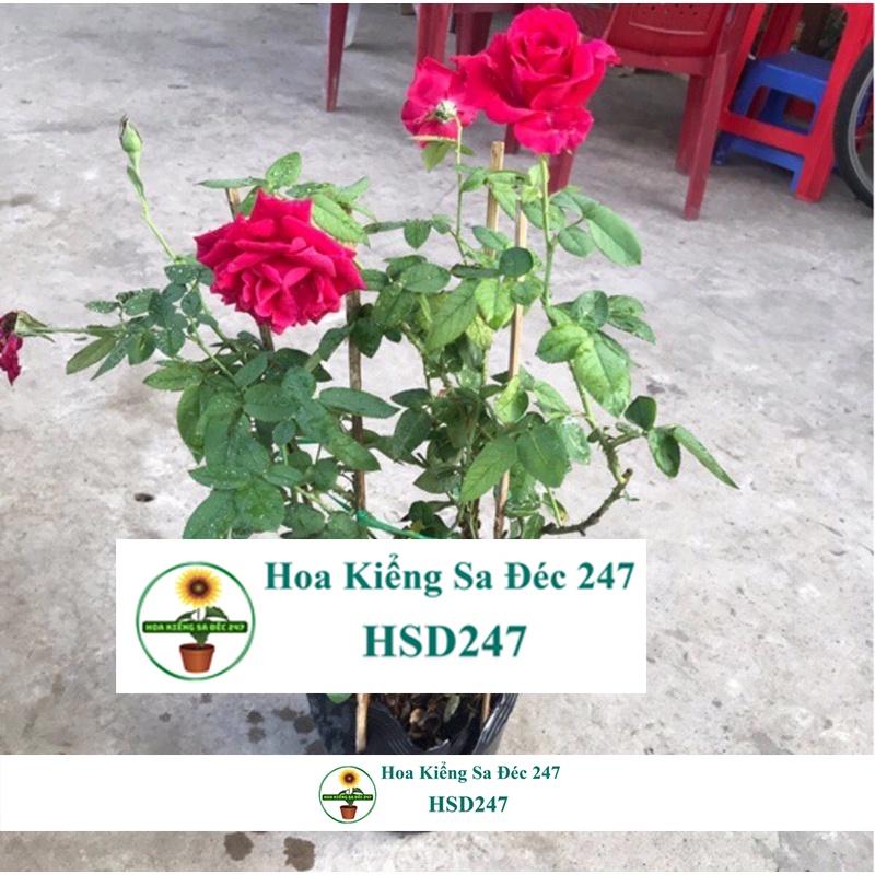 Hoa Hồng Nhung Sa Đéc