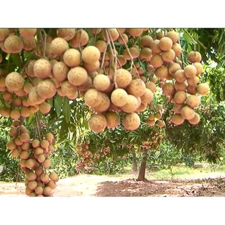 Cây giống nhãn lồng