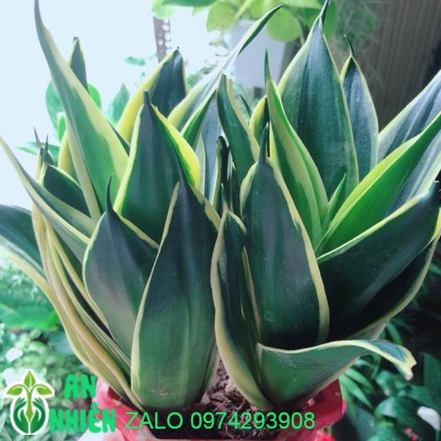 Phật Bà Thái Xanh