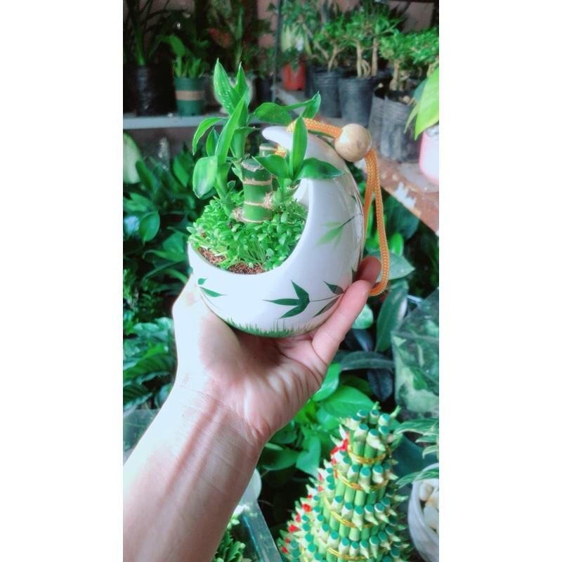 Chậu Cây Tài Lộc