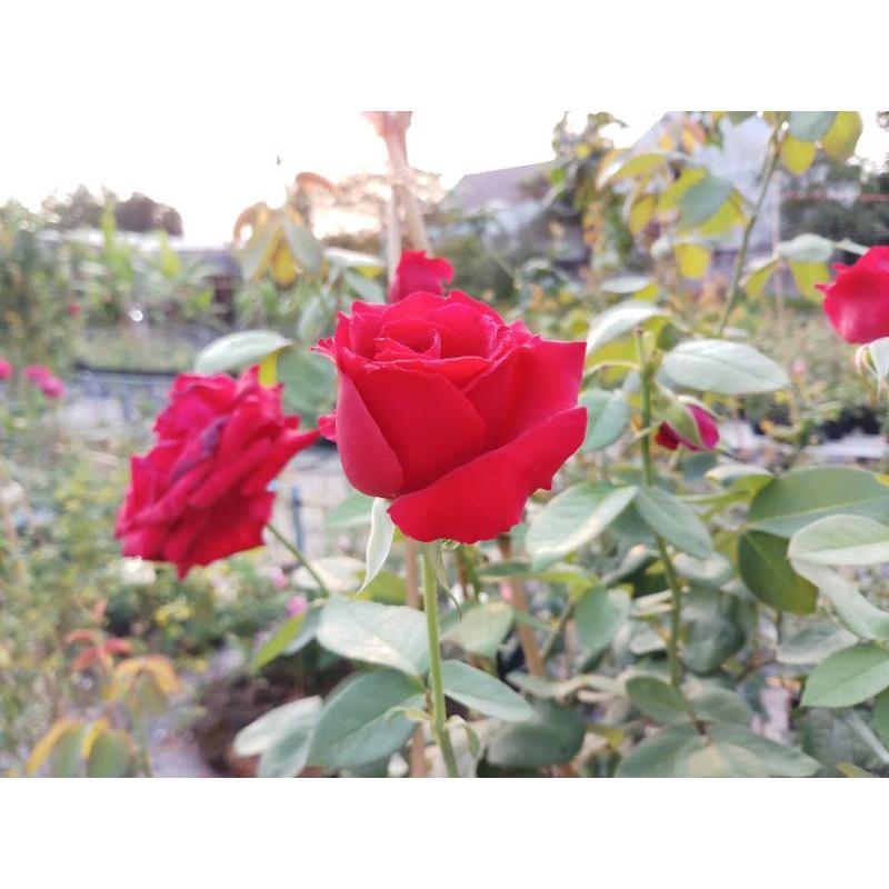 500g Phân bón nhập khẩu 20-20-15. Tan nhanh hấp thụ tốt hiệu quả cao