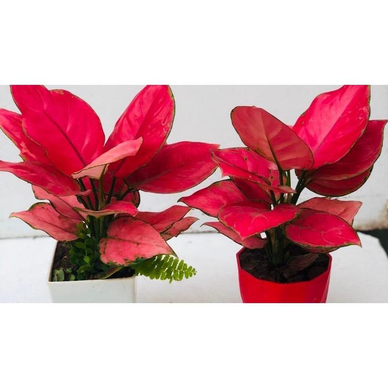 CÂY GIỐNG VẠN LỘC *