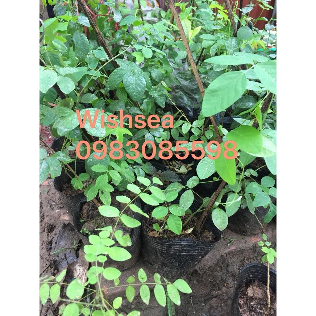 Cây hoa đậu biếc