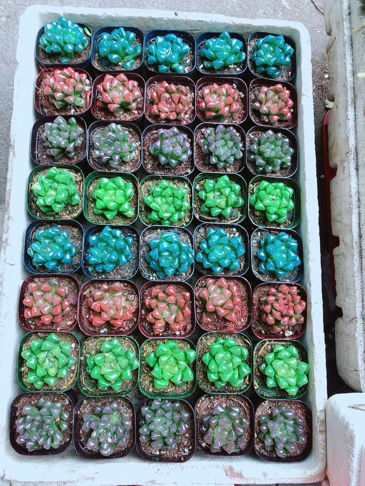 Chậu Kim Cương Hàng Đẹp Được Chọn Màu