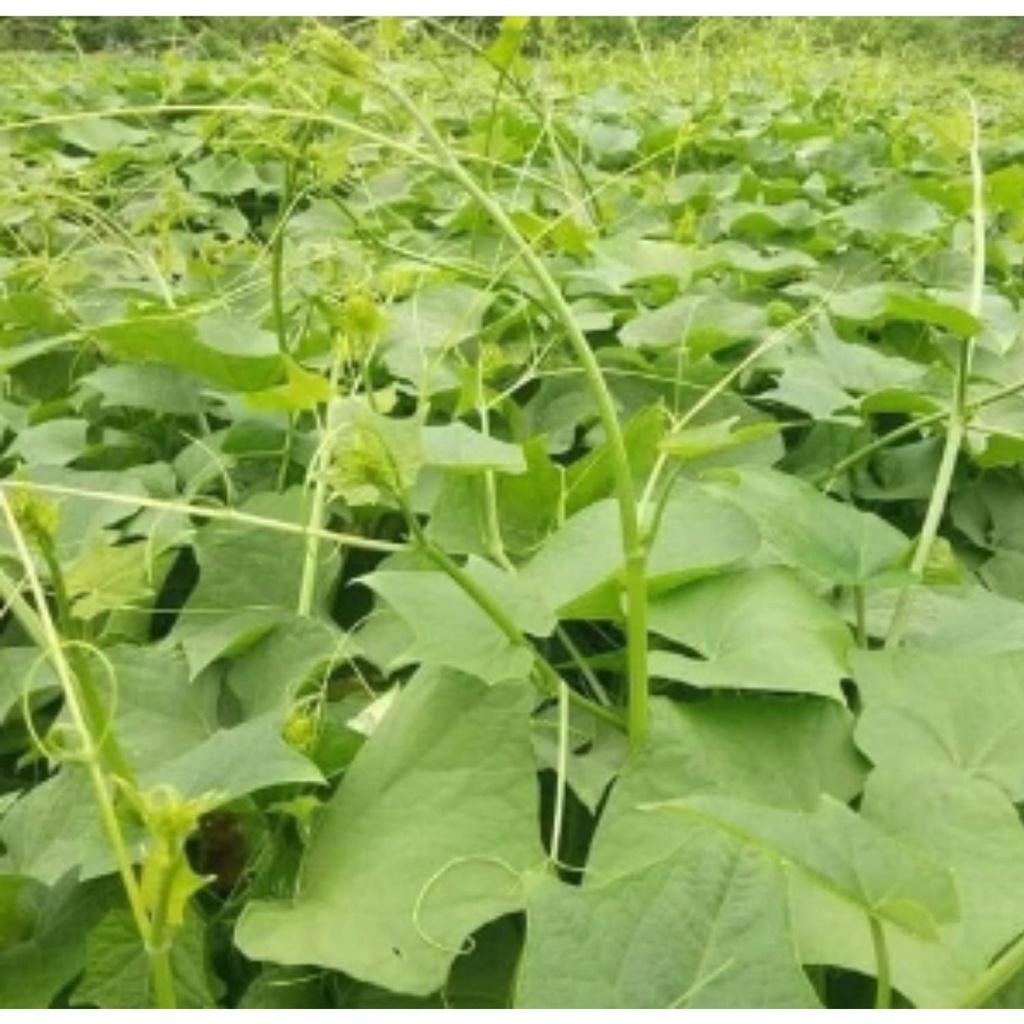 Phân bón xanh và xanh giúp ra rễ, nở bụi, xanh dày lá, mập thân, to quả