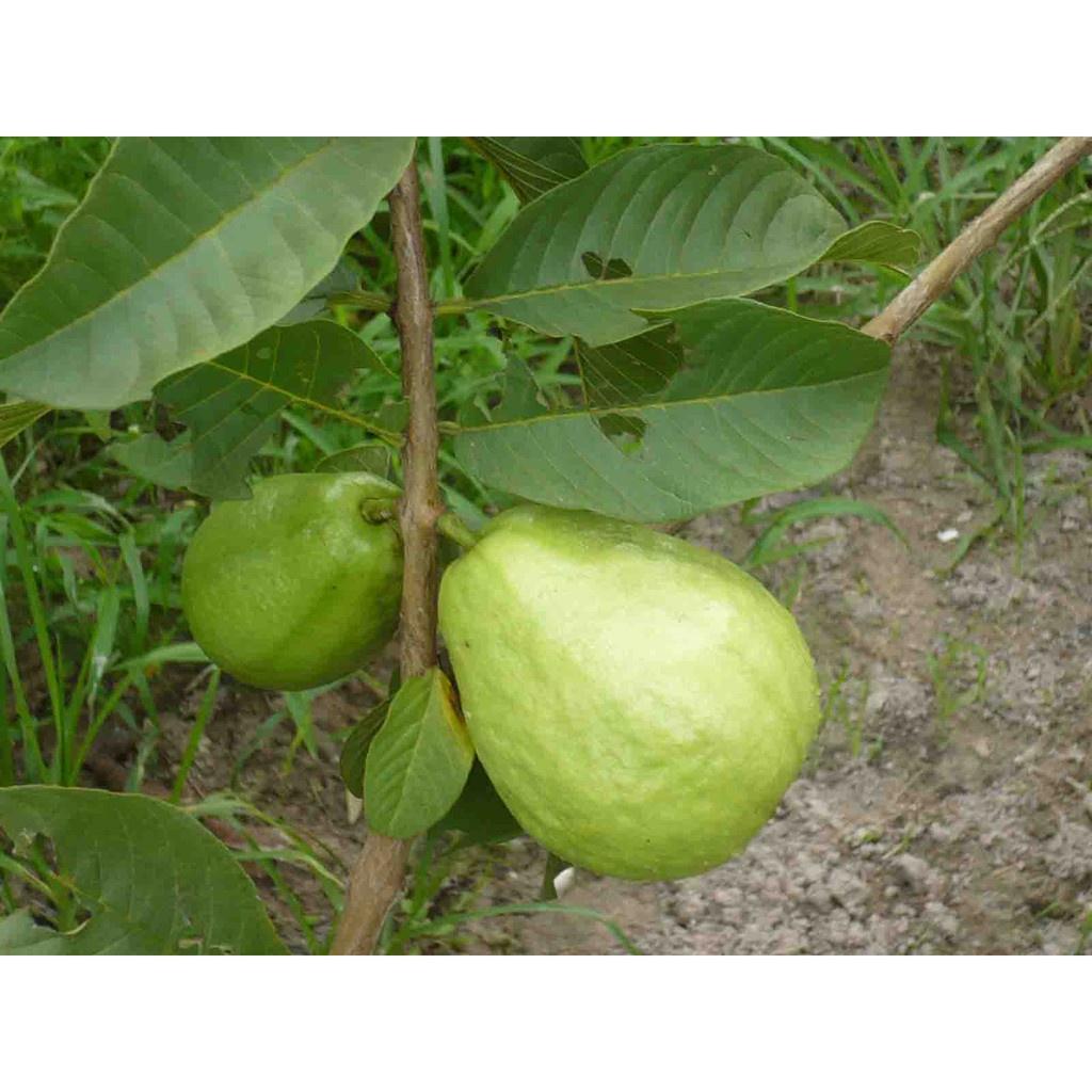 Cây giống ổi Đông Dư cam kết chất lượng