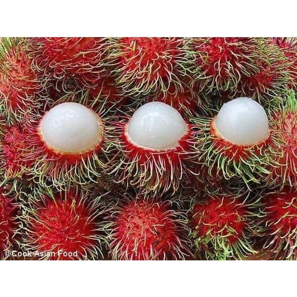 Cây giống Chôm Chôm Thái LÙN CAO 1M NHƯ HÌNH GIỐNG MỚI GHÉP TỪ CÂY SIÊU QUẢ (freeship xtra +