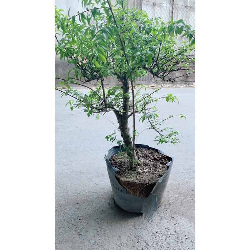 Mai Chiếu Thuỷ Bonsai