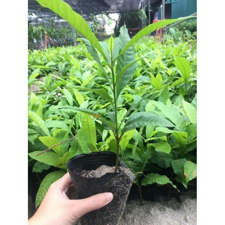 Giống vú sữa hoàng kim