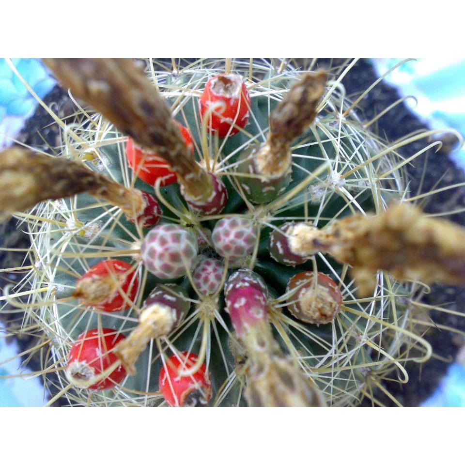 Hạt giống hoa xương rồng hamato KNS3546 - Gói 20 hạt