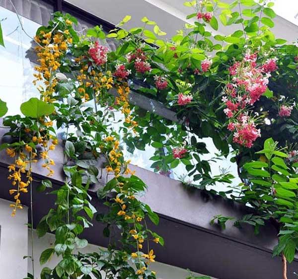 Cây hoa lan hoàng dương, chậu hoa lan hoàng dương, trang trí nhà cửa ban công sân vườn cam kết chất lượng