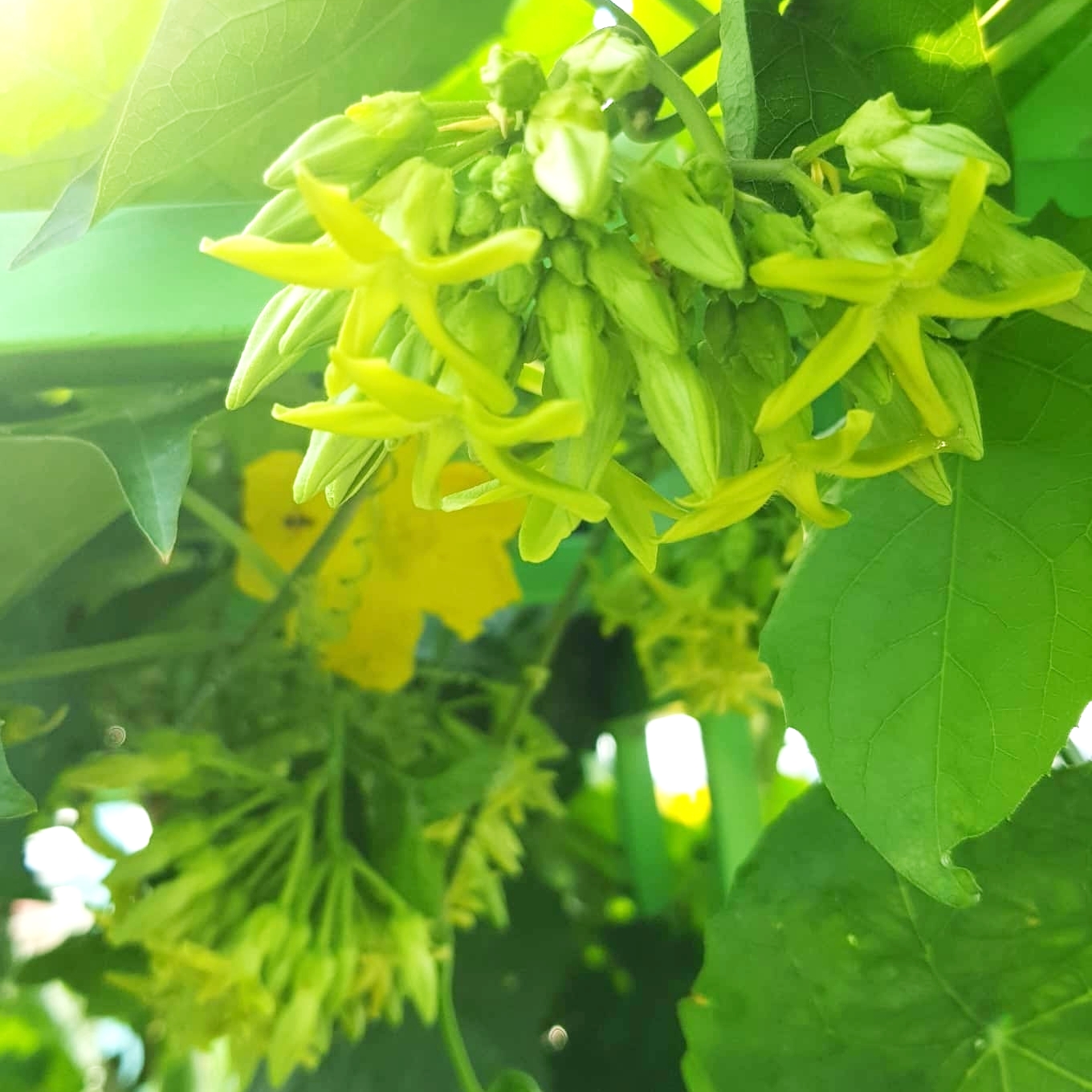 Cây Giống Thiên Lý – Phù Hợp Trồng Giàn, Vườn, Sân Thượng
