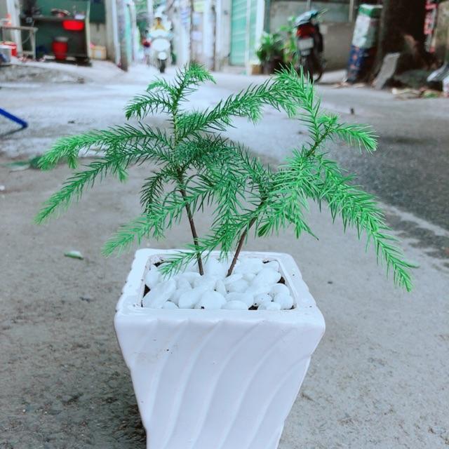 Chậu Tùng Bách Tán