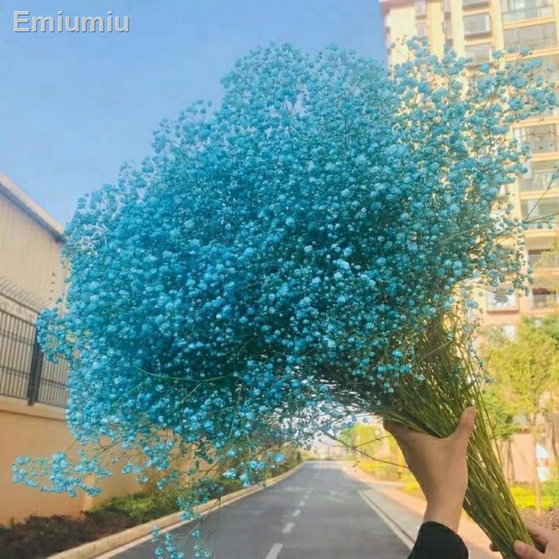 ✚Hoa gypsophila tự nhiên