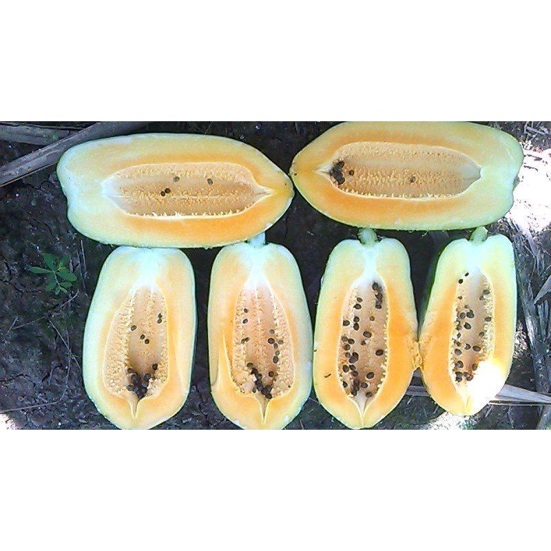 Hạt Giống đu đủ ruột vàng lai F1 - Papaya Sari 666