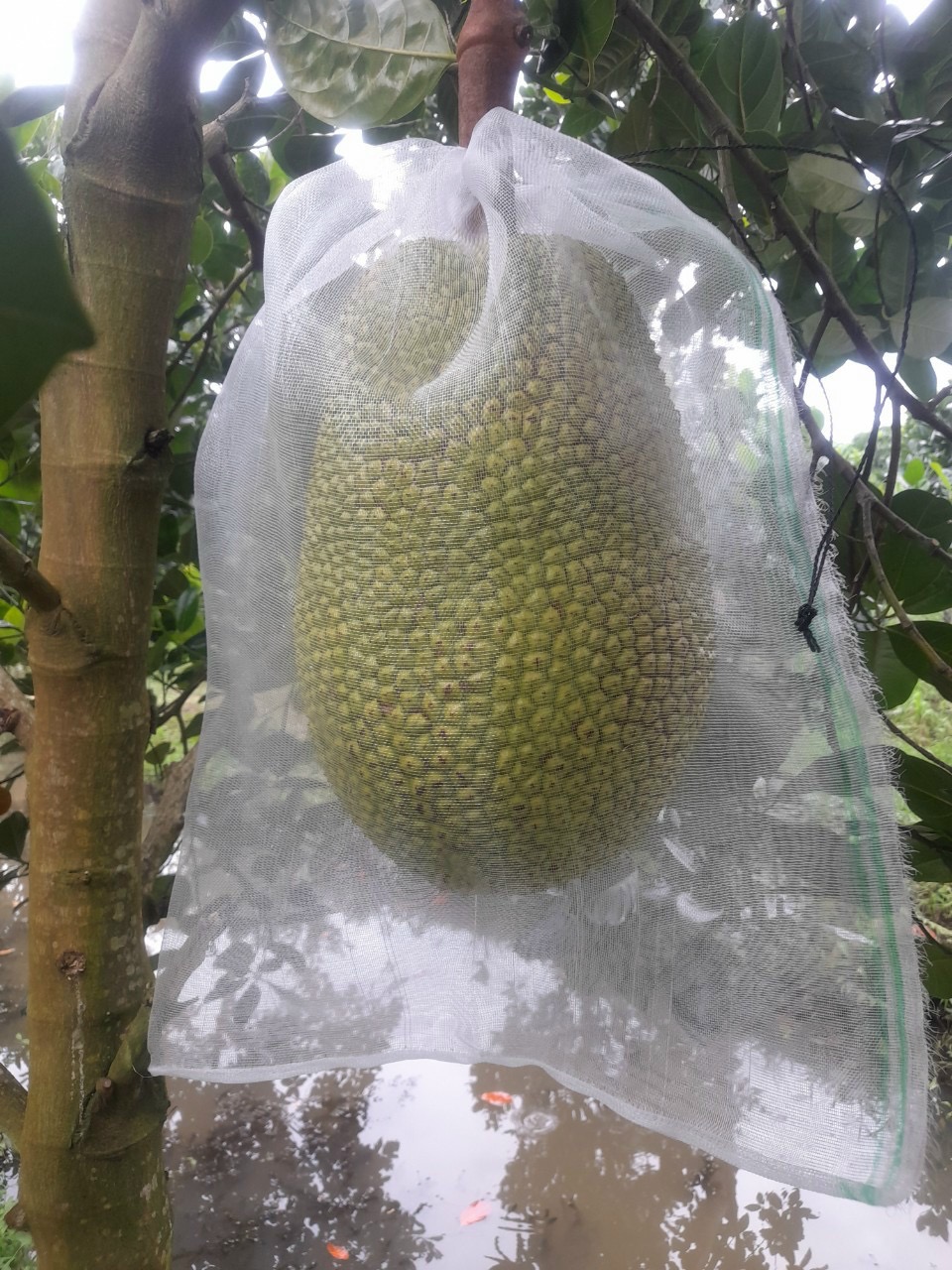 1 cái túi bao mít lưới cước 50x70